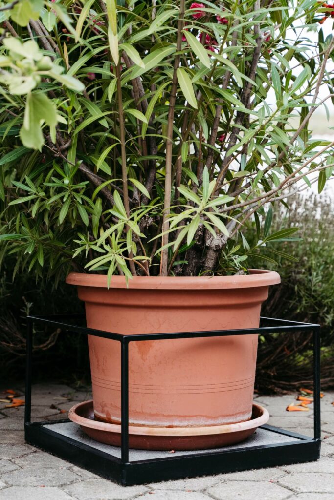 Schwarzer Stahlwürfel um einen Oleander-Strauch