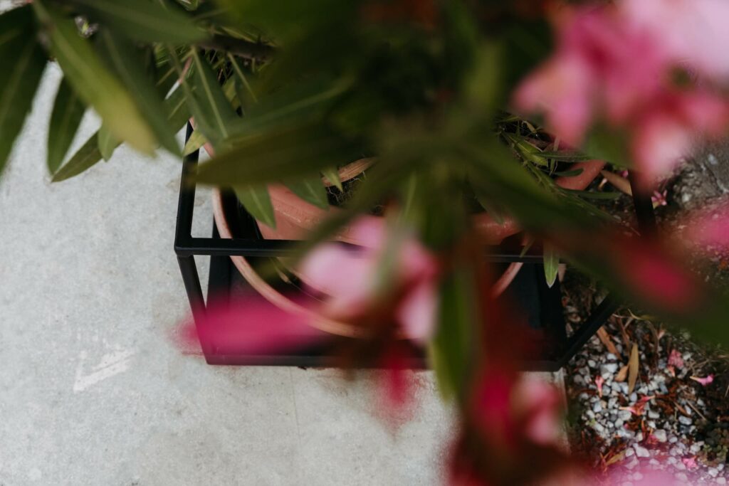 Schwarzer Stahlwürfel um einen Oleander-Strauch